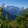 Wanderung Schynige Platte First